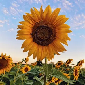 Olio di girasole ingrediente Spicula Lift
